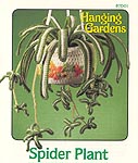 Annie's Attic Hanging Gardens: Spider Plant